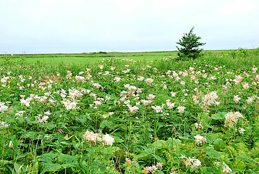 soicaulode bachthu