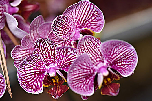 kqxs khanh hoa