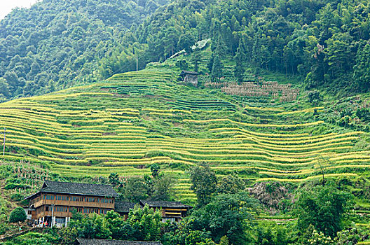 số gia lai