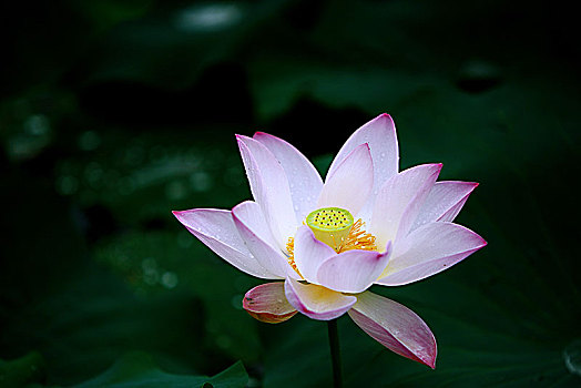 soi cau lo 568