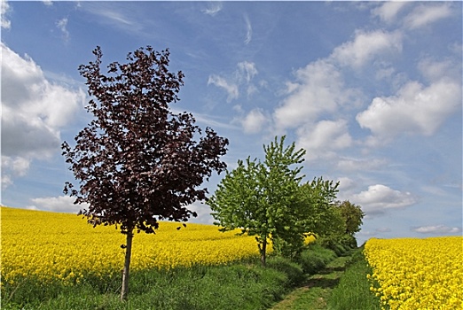 xs du doan mien nam