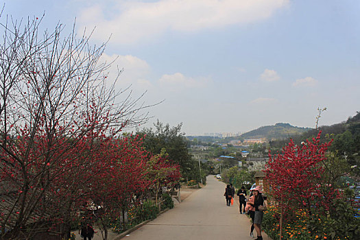 bach thu ngay mai