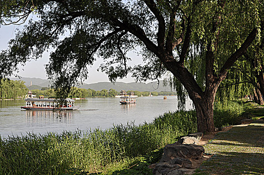 bạch thu lo de