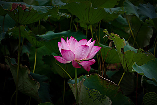 giờ vàng chốt số