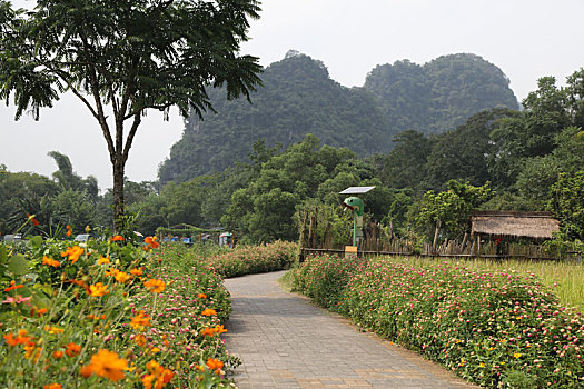 soi cau 8585