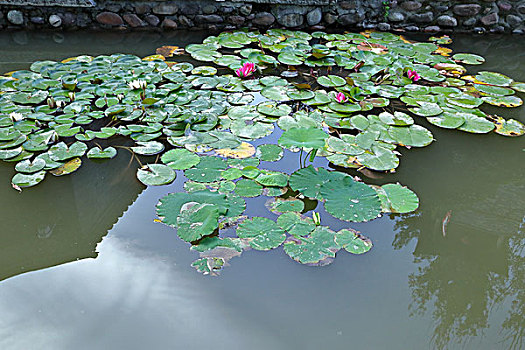 chốt số lô đề