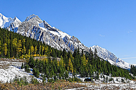 tỷ lệ ăn 3 càng