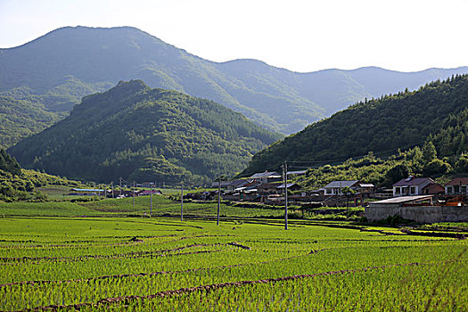 soi cau mb bach thu