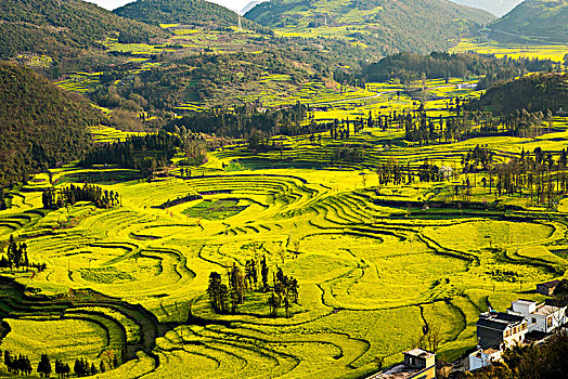 soi cau bach thu vip
