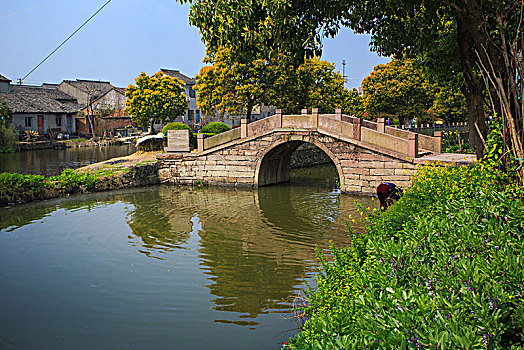 soi câu bach thu