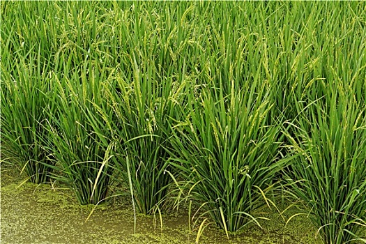 dự đoán xs khánh hòa