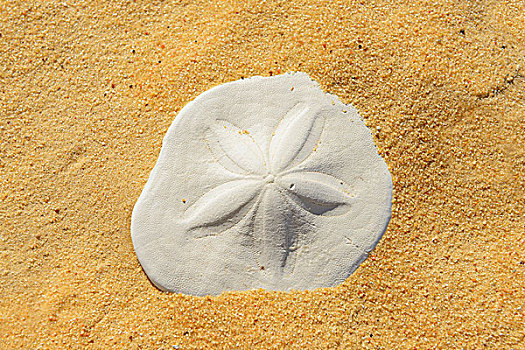 soi cầu chuẩn misa