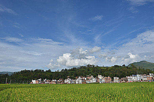 cau bach thu kep