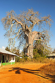 bạch thu lo mb