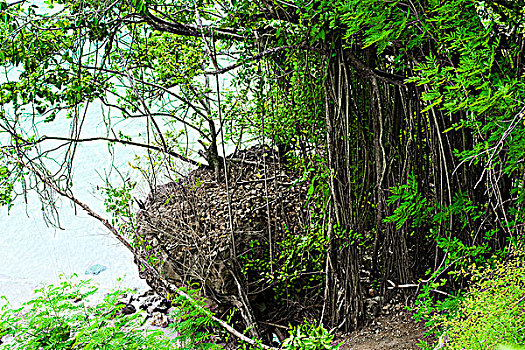 soi cau bach thu mien bac 24 gio