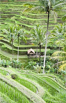 bach thu lo de mien bac hom nay