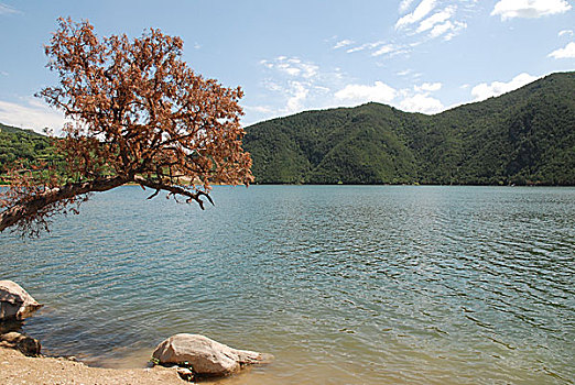 lo bach thu khung 3 ngay 368