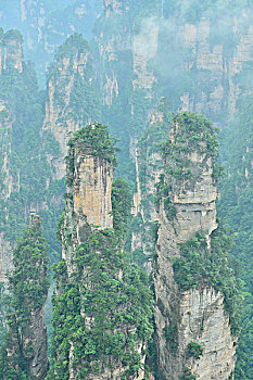 soi lo bach thu