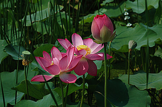 soi cau scv