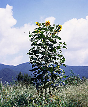 soi cau mb 568