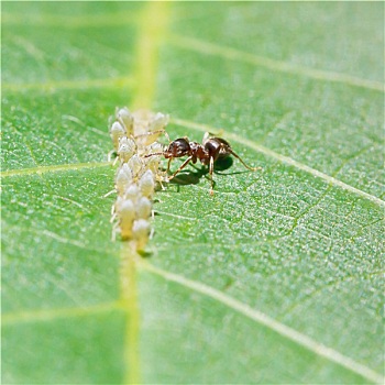 soi cau 6161