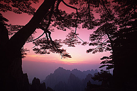 soi lô bạch thủ