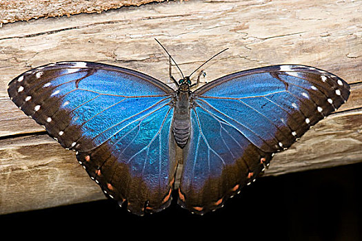 cầu soi miền bắc
