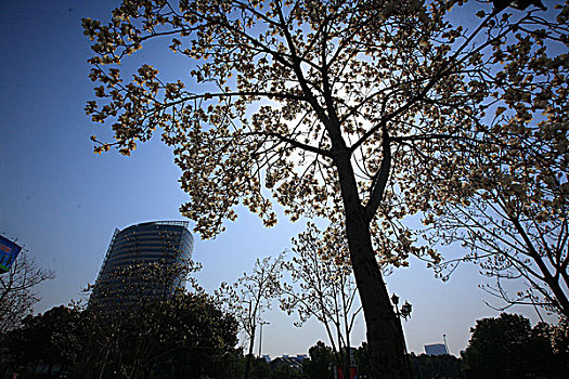 cầu bạch thủ đề
