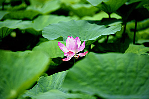 meo danh de mien nam