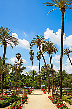 soi cau rong bach kim 2nhay