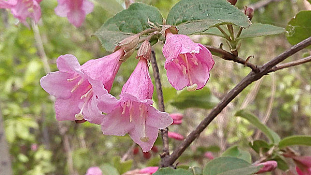 cách đánh đề 3 càng