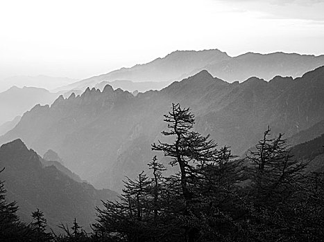 lo bạch thủ hôm nay