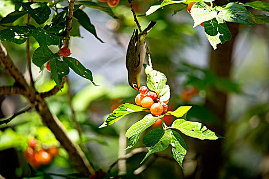 xổ số trực tiếp ba đài