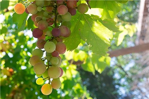 dự đoán xổ số trà vinh hôm nay