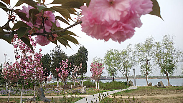 cường đại phát 6868