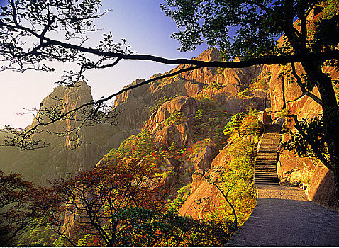 cau bach kim