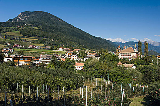 soi cau lo de rong bach kim