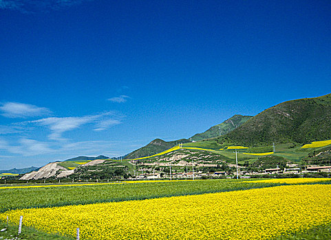 bach thu lo hom nay