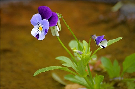 soi cầu xổ số miễn phí