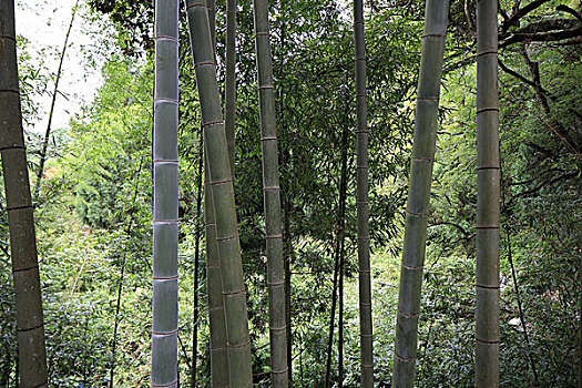chốt số chuẩn