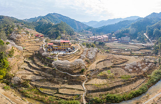 soi câu rong bạch kim