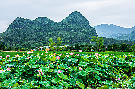 thong ke xs ha noi