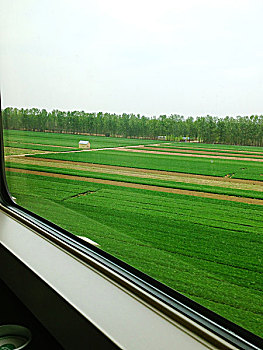 rong bạch kim 888