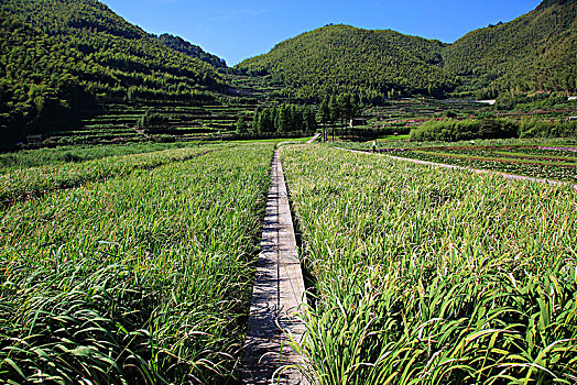 xo số miền bắc
