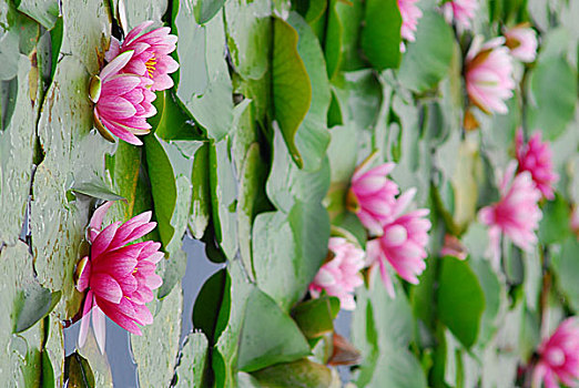 cầu xsmb