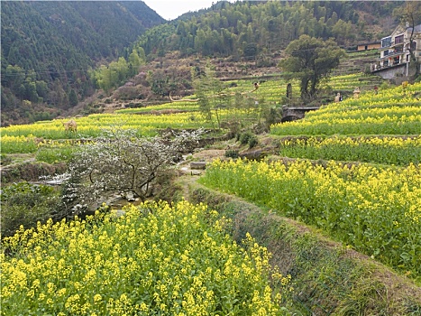 xổ số thần tài