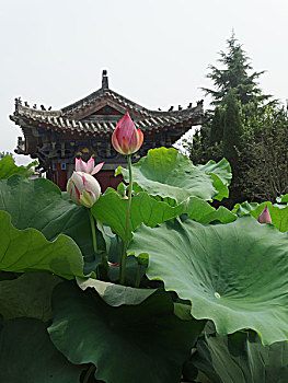 quả xổ