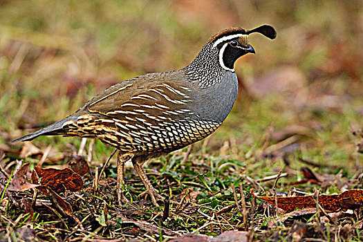 soi cau du doan mb