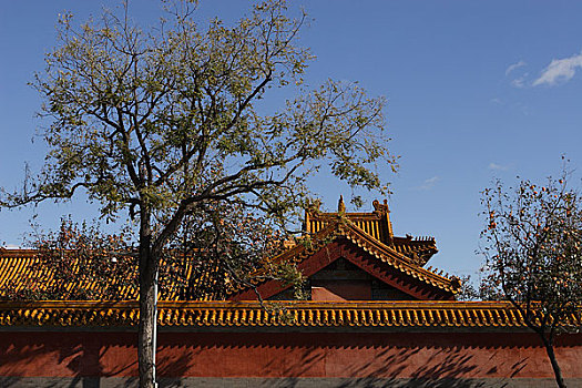 soi cau xs bach kim