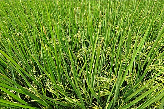 soi cầu xổ số 3 miền